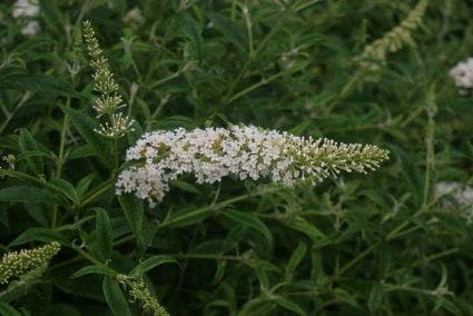 Vlinderstruik (Buddleja Davidii 'White Profusion') - Afbeelding 2