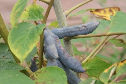 Augurkenstruik (Decaisnea Fargesii) - Afbeelding 3