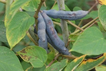 Augurkenstruik (Decaisnea Fargesii)