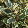 Hulst (Ilex Altaclerensis 'Golden King')