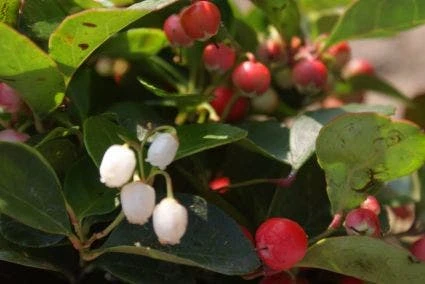 Bergthee / Patrijzenbes (Gaultheria Procumbens) - Afbeelding 5