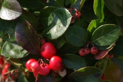 Bergthee / Patrijzenbes (Gaultheria Procumbens) - Afbeelding 3