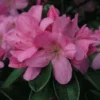 Japanse Azalea (Rhododendron 'Madame Van Hecke')