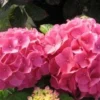 Hortensia (Hydrangea 'Preziosa')