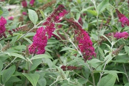 Vlinderstruik (Buddleja 'Miss Ruby') - Afbeelding 2