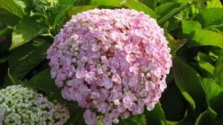 Seringhortensia (Hydrangea Macrophylla 'Ayesha')