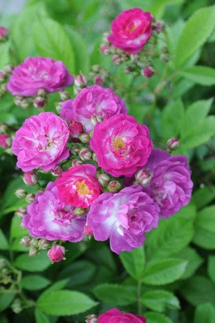 Miniklimroos (Rosa 'Perennial Blue') - Afbeelding 2