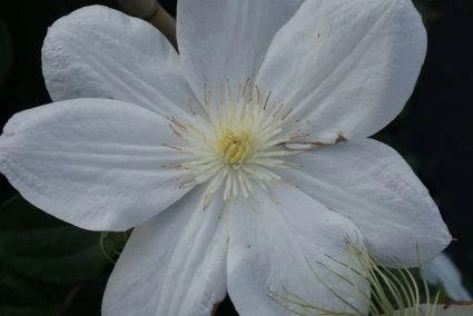 Bosrank (Clematis 'Madame Le Coultre') - Afbeelding 6
