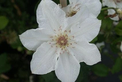 Bosrank (Clematis 'Destiny') - Afbeelding 2