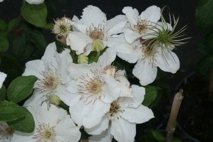 Bosrank (Clematis 'Destiny')