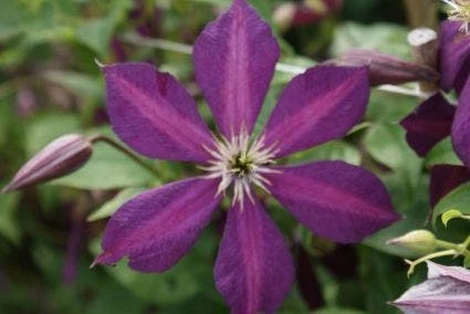 Bosrank (Clematis 'Mikelite') - Afbeelding 3
