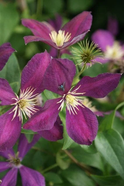 Bosrank (Clematis 'Mikelite') - Afbeelding 2