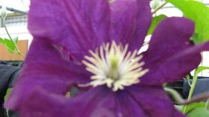 Bosrank (Clematis Viticella) - Afbeelding 2
