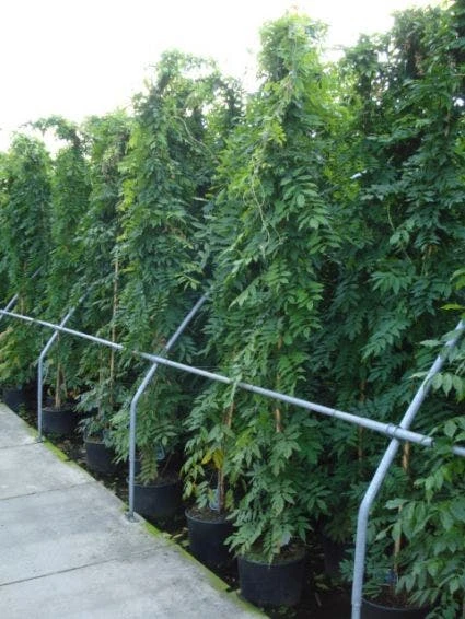 Blauwe Regen (Wisteria Sinensis) - Afbeelding 6