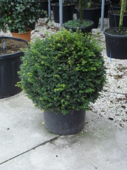 Taxusbol (Taxus Baccata) - Afbeelding 4