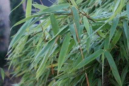 Niet Woekerende Bamboe (Fargesia Murieliae 'Bimbo') - Afbeelding 5