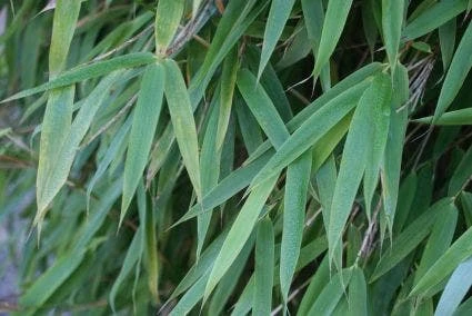 Niet Woekerende Bamboe (Fargesia 'Great Wall') - Afbeelding 4