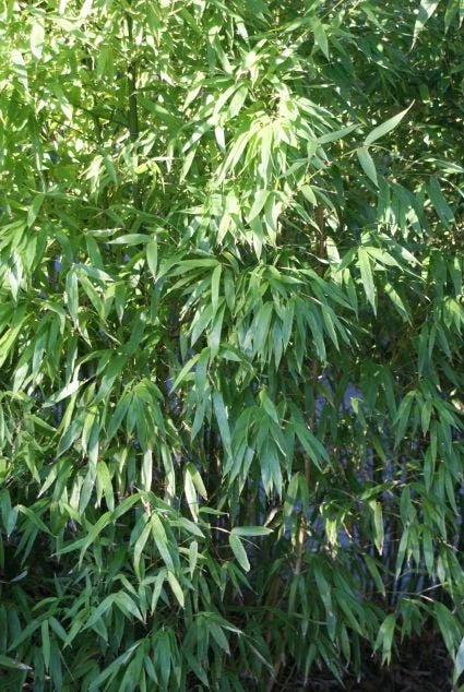 Niet Woekerende Bamboe (Fargesia 'Great Wall') - Afbeelding 3