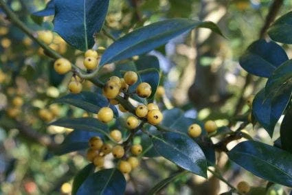 Hulst (Ilex Aquifolium 'Bacciflava') - Afbeelding 2