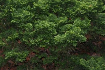 Dwergcypres (Chamaecyparis Obtusa 'Nana Gracilis') - Afbeelding 2