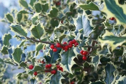 Hulst (Ilex Aquifolium 'Argentea Marginata') - Afbeelding 2