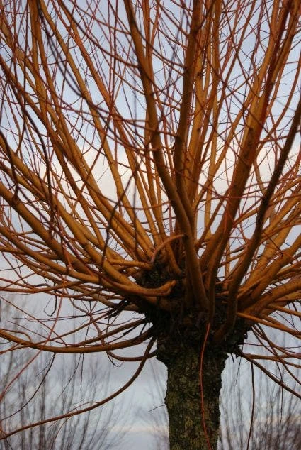 Knotwilg (Salix Alba 'Chermesina') - Afbeelding 2