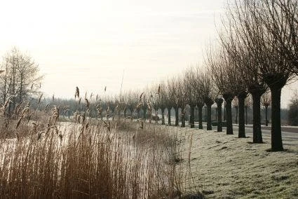 Knotwilg (Salix Alba) - Afbeelding 8