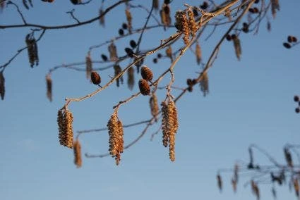 Hartbladige Els (Alnus Cordata) - Afbeelding 2