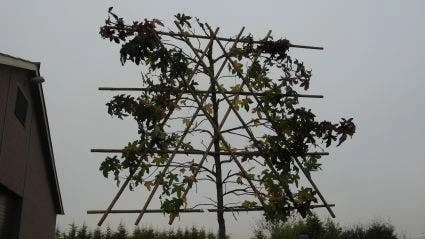 Amberboom Als Leiboom (Liquidambar Styraciflua) - Afbeelding 6