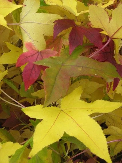 Amberboom Als Leiboom (Liquidambar Styraciflua) - Afbeelding 7