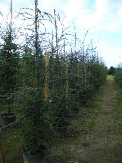 Schijnbeuk (Nothofagus Antarctica) - Afbeelding 5