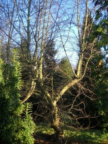 Schijnbeuk (Nothofagus Antarctica) - Afbeelding 4