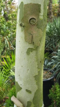 Plataan Als Leivorm (Platanus Hispanica)