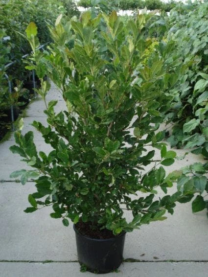 Stermagnolia (Magnolia Stellata) - Afbeelding 9