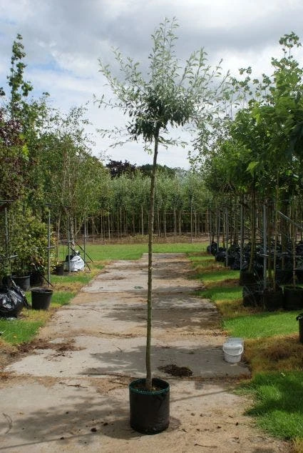 Treursierpeer (Pyrus Salicifolia 'Pendula') - Afbeelding 3