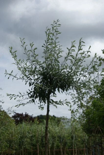 Treursierpeer (Pyrus Salicifolia 'Pendula') - Afbeelding 4