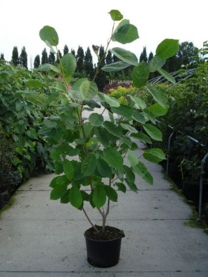 Beverboom (Magnolia Sieboldii) - Afbeelding 4