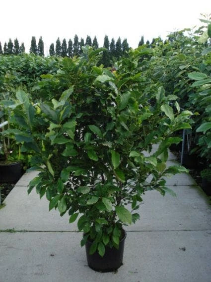 Beverboom, Struik (Magnolia Susan) - Afbeelding 5