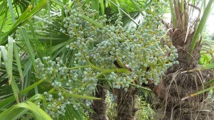Winterharde Palm (Trachycarpus Fortunei) - Afbeelding 4