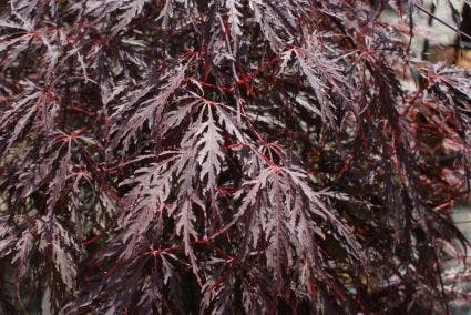 Japanse Esdoorn (Acer Palmatum 'Inabe-shidare') - Afbeelding 2