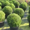 Buxusbol (Buxus Sempervirens, Bolvorm)