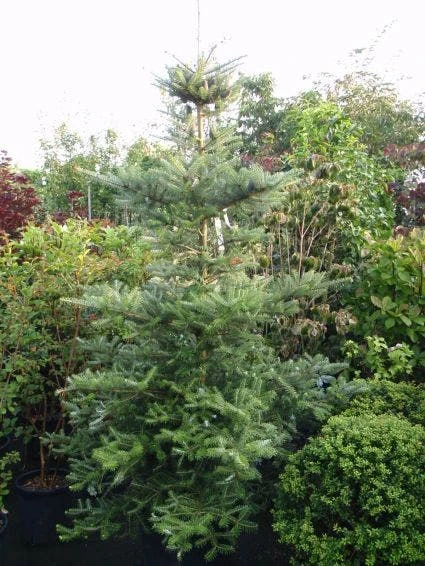Koreaanse Zilverspar (Abies Koreana) - Afbeelding 10