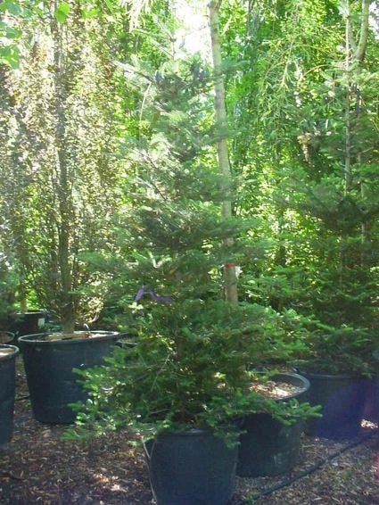 Koreaanse Zilverspar (Abies Koreana) - Afbeelding 14