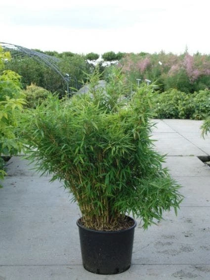 Niet Woekerende Bamboe (Fargesia Murieliae 'Bimbo') - Afbeelding 6