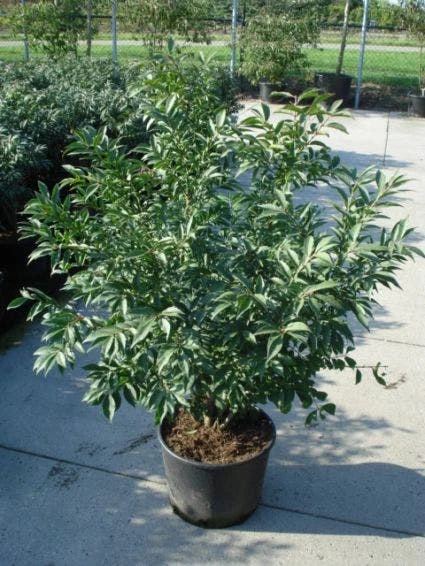 Kardinaalshoed (Euonymus Alatus 'Compactus') - Afbeelding 3
