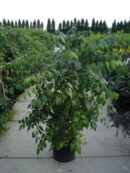 Augurkenstruik (Decaisnea Fargesii) - Afbeelding 2