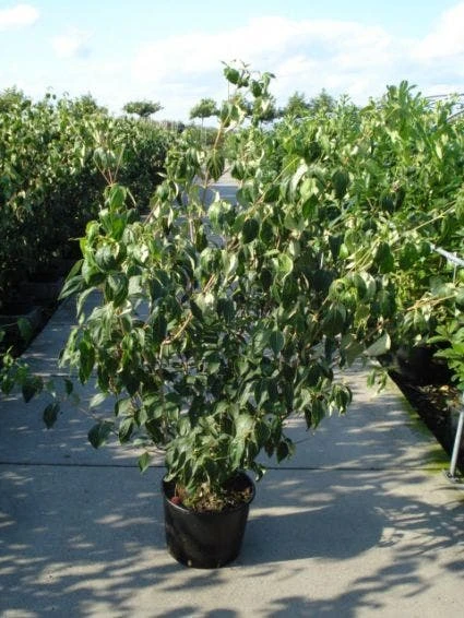 Japanse Kornoelje (Cornus Kousa) - Afbeelding 3