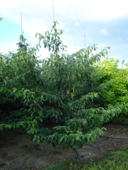 Kornoelje (Cornus Controversa 'Pagoda') - Afbeelding 2
