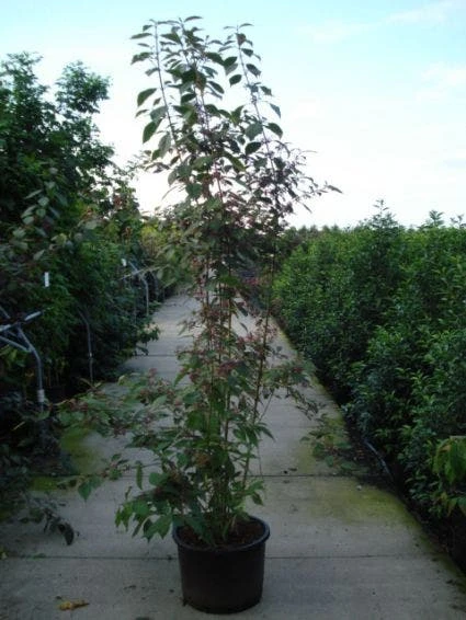 Schoonvrucht (Callicarpa Bodinieri 'Profusion') - Afbeelding 6