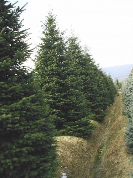 Nordmann-spar (Abies Nordmanniana) - Afbeelding 3